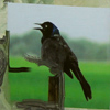 go: _future predictor_4000x5700_0933, _future predictor_4000x5700_0934, _future predictor_4000x5700_0936